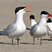 Caspian Tern